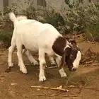 تيس وجفره بورقت دم صافي