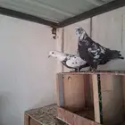 جوز قطايف نمش معاريف ( تم البيع )