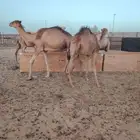 قعدان صومالى تربيه