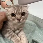قطط كيتن سكوتش فولد وستريت للبيع