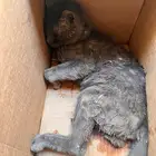قط منزلي هاجمته كلاب في حي العزيزية وتوفى