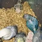 فروخ روز غر ونهايه غر