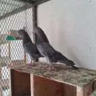 جوز قطايف شهب معاريف( تم البيع )