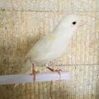 كناري ذكور