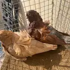 زوج كشكشي دبل كرست