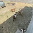 بهم للبيع