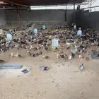 صيصان دجاج بلدي