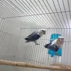 روز