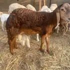 طلي سواكني تربيه