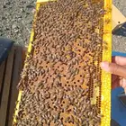 نحل افرنجي بلدي منتخب