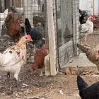 فروخ دجاج بلدي