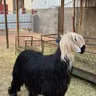 فحل نجدي ادغم ( تم البيع )