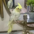 كروان لاتينو فراشه