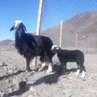 تم البيع نجديه رخل صنف ثنيه والد