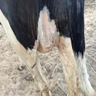 بقرة لحم