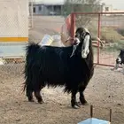 تيس عارضي صنف  تم البيع