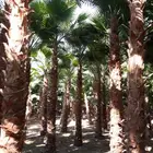 انخل واشنطن زينه الي جميع مناطق المملكه
