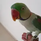 ببغاء نيبالي اليف ومحجل