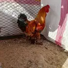 دجاج براهما فاخر