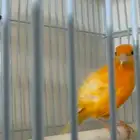 فحل كناري جاهزية عالية