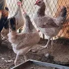 بيض دندراوي مخصب للفقاسات