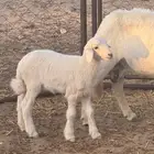 شاة عليها خروف وطليان تضحي
