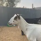 جفرة بيشيه