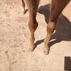 للبيع مهر واهو لم يبلغ عنه