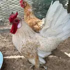 دجاج للبيع