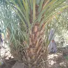 نخل طول الساق مترين للبيع