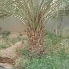 نخل صقعي هبري احمر