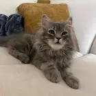 قط شيرازي للتبني