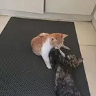 قط شيرازي اصفر لتبني مجانا