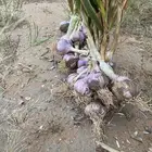 ثوم بلدي بالورق