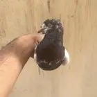 جوز تيدي للبيع بسعر طيب