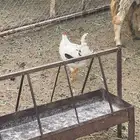 دجاج ماكنتوش و فري للبيع