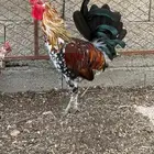 دجاج عربي