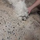 كلب الايف للبيع