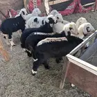 طليان ورخال تربيه(تم البيع)
