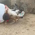 فروخ دجاج بلدي