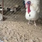 رومي للبيع (ذكور)
