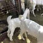 جفار