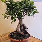 نبات البونساي