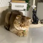 فندقة قطط تزاوج جده