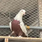 انثي روسي قلاب ومطير