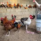 ديك للبيع