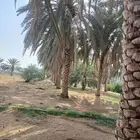 محافظة خليص وادي ستارة قرية جليلة