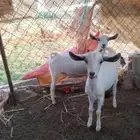 جفرتين للبيع ( تم البيع