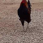 ديك فحل شرط