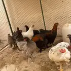 دجاج براهما الوان مشكل